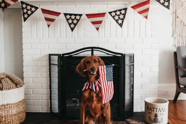 Short Coated brown dog